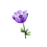anémona azul acuarela. flor Purpura png