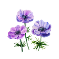 Watercolor blue anemone. Purple flower