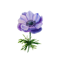 anémone bleue aquarelle. fleur mauve png