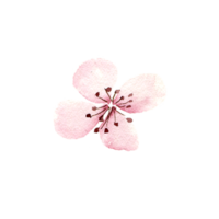 waterverf sakura bloemen. voorjaar kers bloesem png