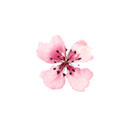 fleurs de sakura à l'aquarelle. fleur de cerisier de printemps png