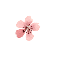 fleurs de sakura à l'aquarelle. fleur de cerisier de printemps png