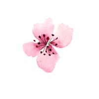 flores de sakura em aquarela. flor de cerejeira da primavera png