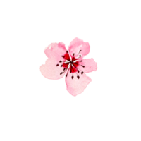 fleurs de sakura à l'aquarelle. fleur de cerisier de printemps png
