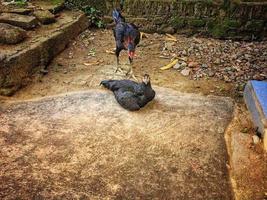 A pair of free-range chickens are sitting, and one is standing and looking at the camera. photo