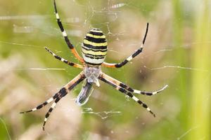 araña tejedora de orbes argiope bruennichi foto