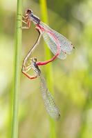 Two small Red Damselfly Ceriagrion tenellum mating photo