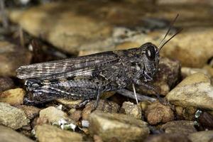 primer plano de saltamontes gris foto