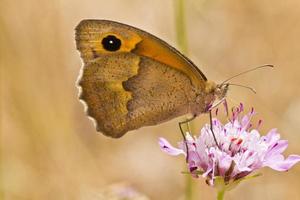 Small Heath Coenonympha pamphilus photo