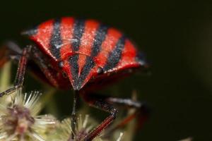 primer plano de graphosoma lineatum foto