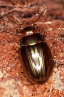 Rosemary Beetle on the dirt photo