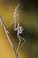 mantis palo empusa pennata foto