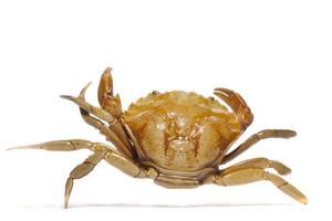 orange crab on white background photo