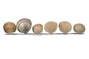 seashells aligned on white background photo