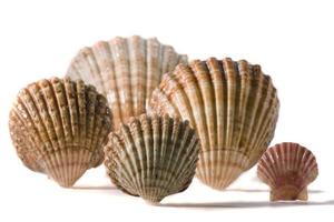 seashells on a white background photo