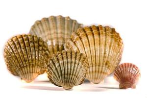 seashells  on a white background photo