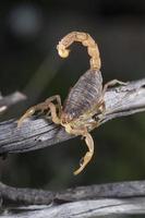 buthus escorpión scorpio occitanus foto