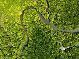 Amazing abundant mangrove forest, Aerial view of forest trees Rainforest ecosystem and healthy environment background, Texture of green trees forest top down, High angle view photo