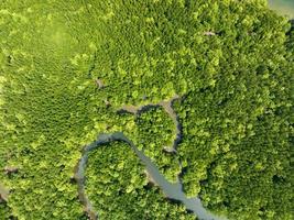 Amazing abundant mangrove forest, Aerial view of forest trees Rainforest ecosystem and healthy environment background, Texture of green trees forest top down, High angle view photo