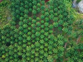 Top view aerial shot of the palm grove with green trees forest,palm grove and shadows from palm trees,Amazing nature trees background photo