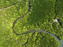 increíble y abundante bosque de manglares, vista aérea del ecosistema de la selva tropical de los árboles forestales y fondo ambiental saludable, textura del bosque de árboles verdes de arriba hacia abajo, vista de ángulo alto foto