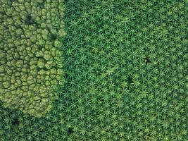 toma aérea de la vista superior del palmeral con árboles verdes, palmeral y sombras de palmeras, increíble fondo de árboles naturales foto