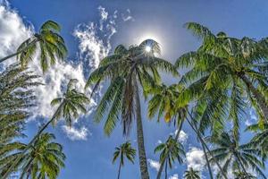 Detalle de palmera de coco de cerca sobre fondo de cielo azul foto