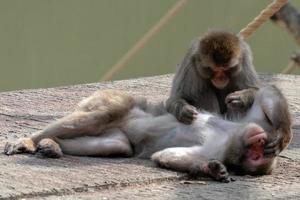japanese macaque monkey portrait while grooming photo