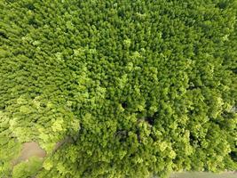 increíble y abundante bosque de manglares, vista aérea del ecosistema de la selva tropical de los árboles forestales y fondo ambiental saludable, textura del bosque de árboles verdes de arriba hacia abajo, vista de ángulo alto foto