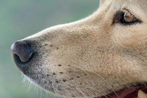 white dog on desert rocks in baja california mexico photo