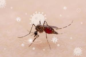 Los mosquitos son insectos chupadores de sangre naturales que infligen dolor a la salud humana y, biológicamente, transmiten la malaria, el dengue y la fiebre zika. foto