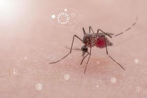 Los mosquitos son insectos chupadores de sangre naturales que infligen dolor a la salud humana y, biológicamente, transmiten la malaria, el dengue y la fiebre zika. foto