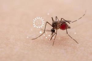 Los mosquitos son insectos chupadores de sangre naturales que infligen dolor a la salud humana y, biológicamente, transmiten la malaria, el dengue y la fiebre zika. foto