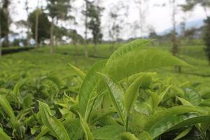 Tea garden in central java indonesia beautiful view photo