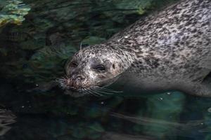 Grey seal in water portrait photo