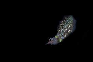 live Squid cuttlefish underwater at night while being fished photo