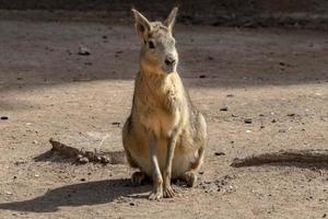 capibara portrait while relaxing photo