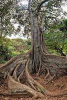 Inside tropical rainforest in Hawaii set of pirates of caribbean photo