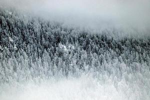 woods in winter photo