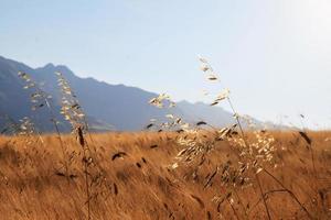 grass and mountains wallpaper photo