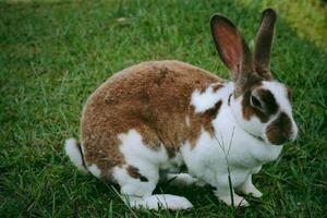Close-up of a cute and funny white-brown rabbit on the green grass in the garden photo