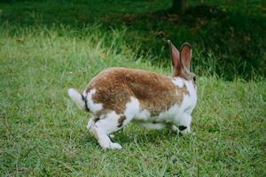 primer plano de un lindo y divertido conejo blanco-marrón jugando en la hierba verde en el jardín foto