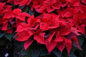 poinsettia navidad estrella planta detalle foto