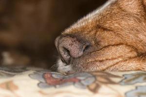 dog nose macro photo