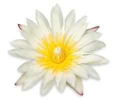 Yellow lotus flower isolated on white background photo