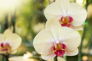 Yellow phalaenopsis orchid flower photo