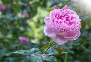 pink rose flower in a garden photo