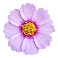 blue cosmos flower isolated on white with clipping path photo