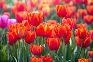 campos de flores de tulipanes rojos que florecen en el jardín foto