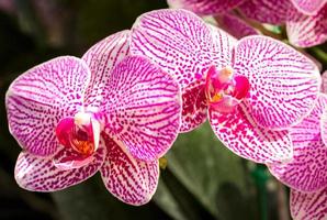 Phalaenopsis orchid flower photo